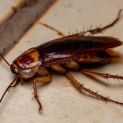 Cockroach .